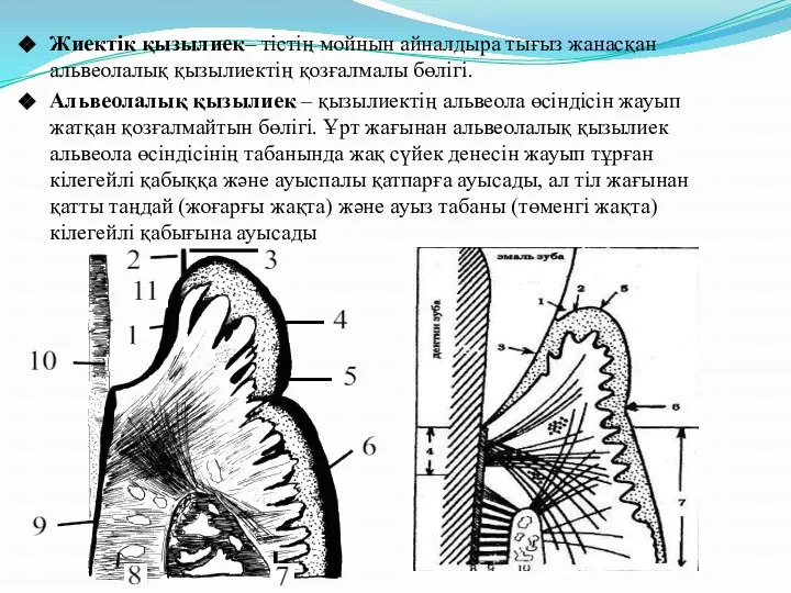 Жиектік қызылиек– тістің мойнын айналдыра тығыз жанасқан альвеолалық қызылиектің қозғалмалы бөлігі.