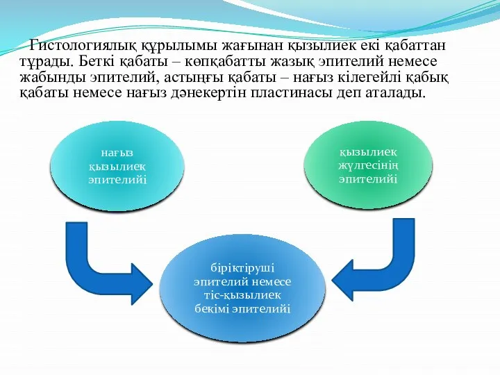 Гистологиялық құрылымы жағынан қызылиек екі қабаттан тұрады. Беткі қабаты – көпқабатты