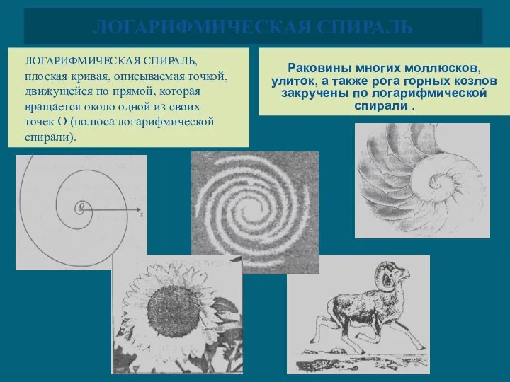 ЛОГАРИФМИЧЕСКАЯ СПИРАЛЬ Раковины многих моллюсков, улиток, а также рога горных козлов