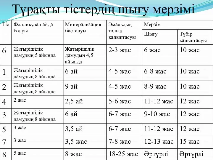 Тұрақты тістердің шығу мерзімі