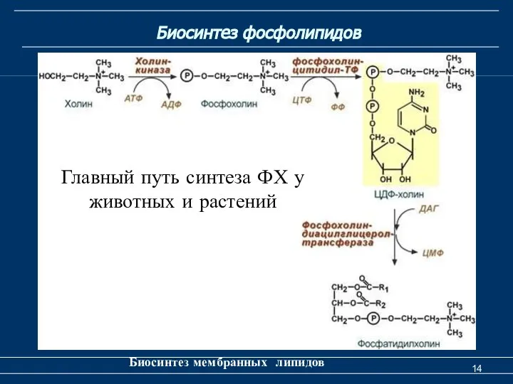 Биосинтез фосфолипидов Биосинтез мембранных липидов Главный путь синтеза ФХ у животных и растений