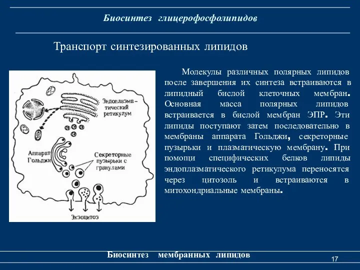 Биосинтез глицерофосфолипидов Биосинтез мембранных липидов Транспорт синтезированных липидов Молекулы различных полярных