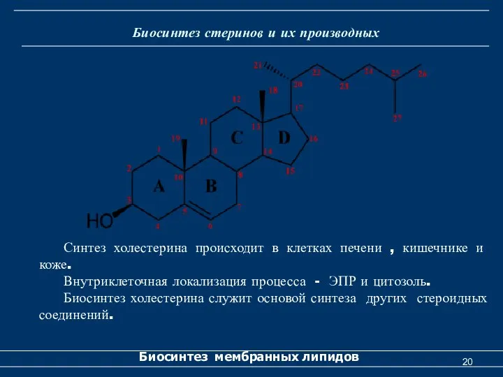 Биосинтез стеринов и их производных Биосинтез мембранных липидов Синтез холестерина происходит