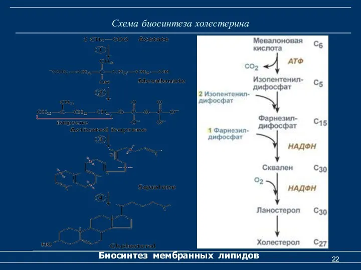 Схема биосинтеза холестерина Биосинтез мембранных липидов