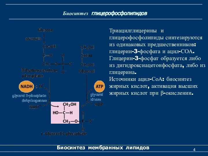 Биосинтез глицерофосфолипидов Биосинтез мембранных липидов Триацилглицерины и глицерофосфолипиды синтезируются из одинаковых