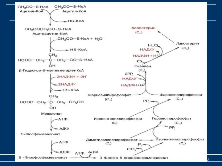 Биосинтез холестерина Биосинтез мембранных липидов