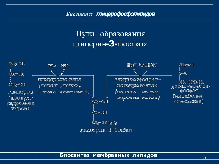 Биосинтез глицерофосфолипидов Биосинтез мембранных липидов Пути образования глицерин-3-фосфата