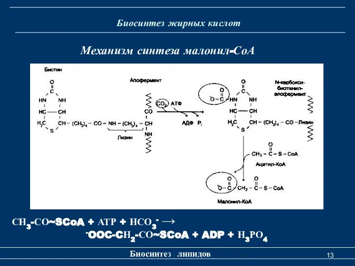 Биосинтез жирных кислот Биосинтез липидов Механизм синтеза малонил-СоА СН3-СО~SCoA + АТР