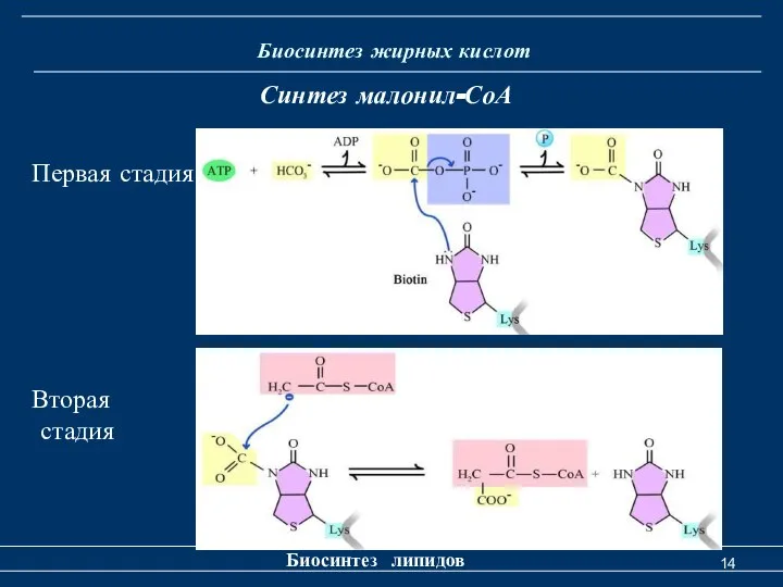 Биосинтез жирных кислот Биосинтез липидов Синтез малонил-СоА Первая стадия Вторая стадия