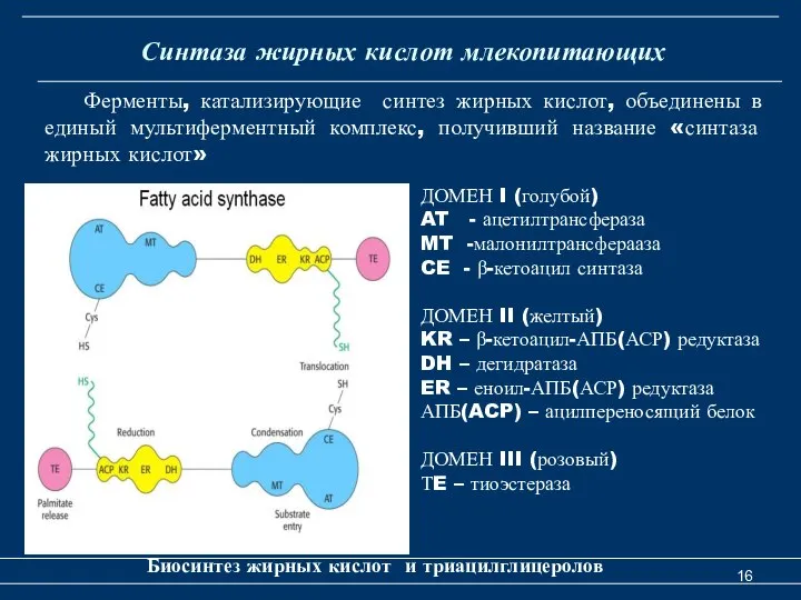 Синтаза жирных кислот млекопитающих Биосинтез жирных кислот и триацилглицеролов ДОМЕН I