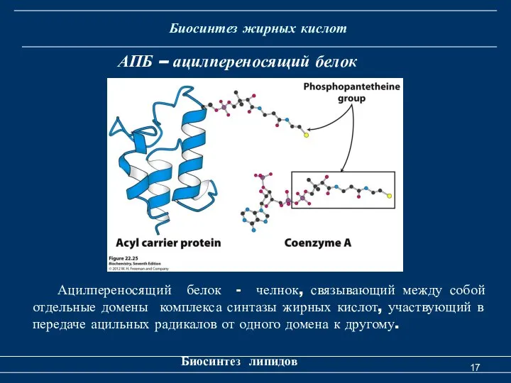 Биосинтез жирных кислот Биосинтез липидов АПБ – ацилпереносящий белок Ацилпереносящий белок