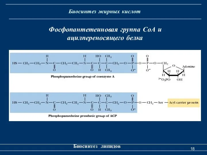 Биосинтез жирных кислот Биосинтез липидов Фосфопантетеиновая группа СоА и ацилпереносящего белка