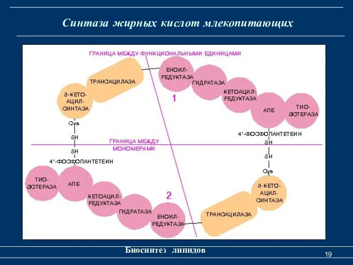 Синтаза жирных кислот млекопитающих Биосинтез липидов