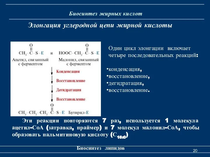 Биосинтез жирных кислот Биосинтез липидов Элонгация углеродной цепи жирной кислоты Эти