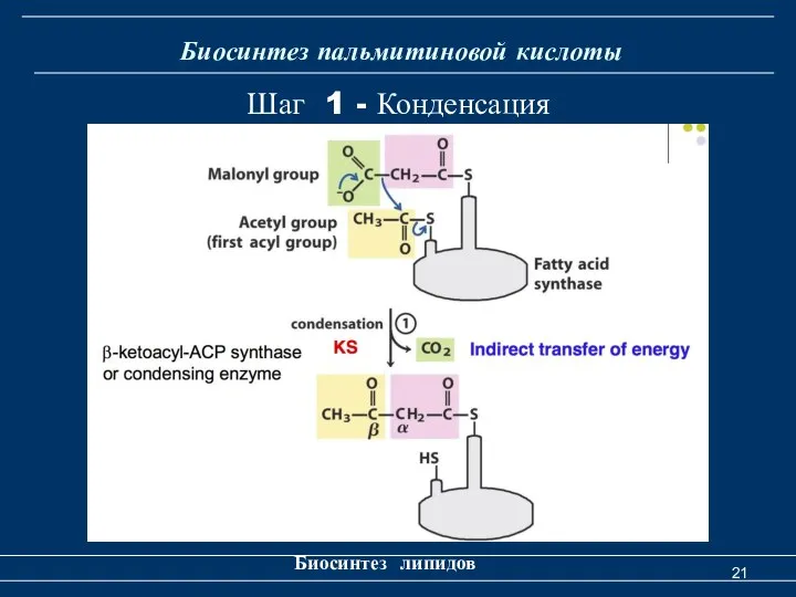 Биосинтез пальмитиновой кислоты Биосинтез липидов Шаг 1 - Конденсация