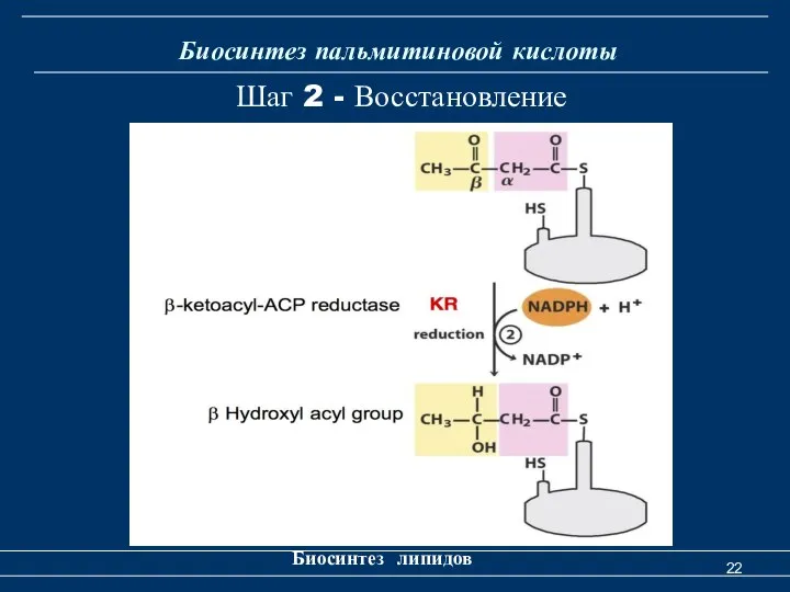 Биосинтез пальмитиновой кислоты Биосинтез липидов Шаг 2 - Восстановление