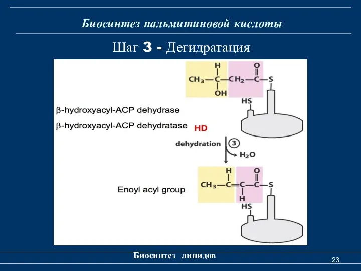 Биосинтез пальмитиновой кислоты Биосинтез липидов Шаг 3 - Дегидратация