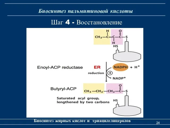 Биосинтез пальмитиновой кислоты Биосинтез жирных кислот и триацилглицеролов Шаг 4 - Восстановление