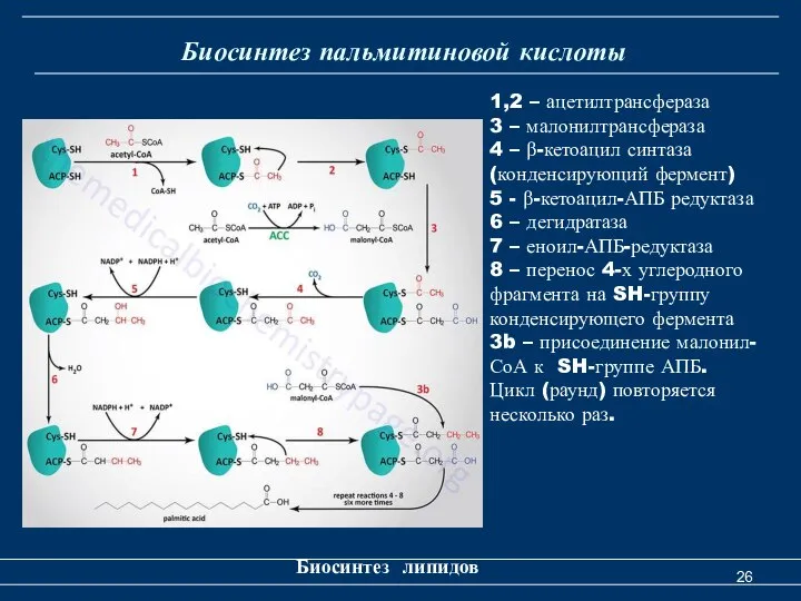 Биосинтез пальмитиновой кислоты Биосинтез липидов 1,2 – ацетилтрансфераза 3 – малонилтрансфераза