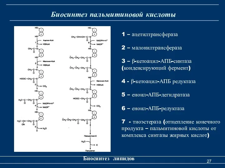 Биосинтез пальмитиновой кислоты Биосинтез липидов 1 – ацетилтрансфераза 2 – малонилтрансфераза