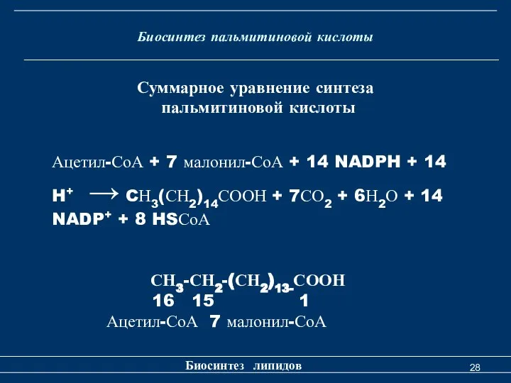 Биосинтез пальмитиновой кислоты Биосинтез липидов Суммарное уравнение синтеза пальмитиновой кислоты Ацетил-СоА