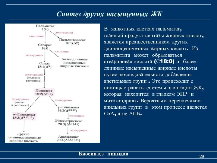 Синтез других насыщенных ЖК Биосинтез липидов В животных клетках пальмитат, главный