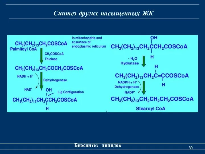 Синтез других насыщенных ЖК Биосинтез липидов