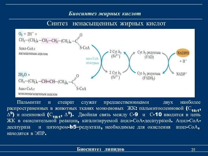 Биосинтез жирных кислот Биосинтез липидов Синтез ненасыщенных жирных кислот Пальмитат и