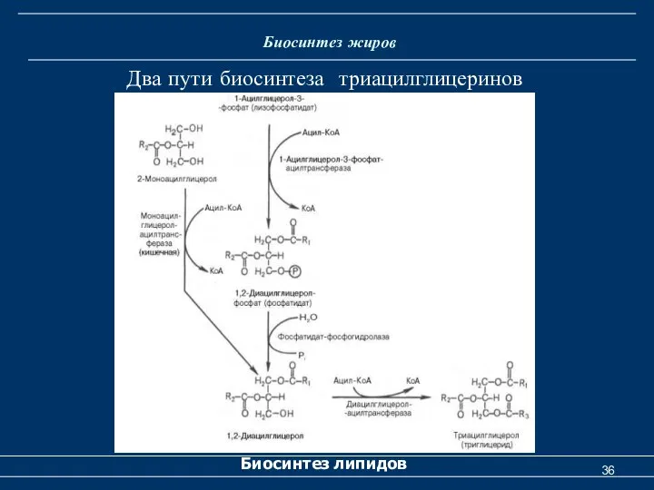 Биосинтез жиров Биосинтез липидов Два пути биосинтеза триацилглицеринов