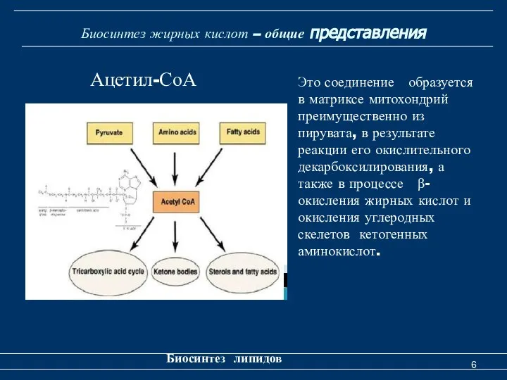 Биосинтез жирных кислот – общие представления Биосинтез липидов Это соединение образуется