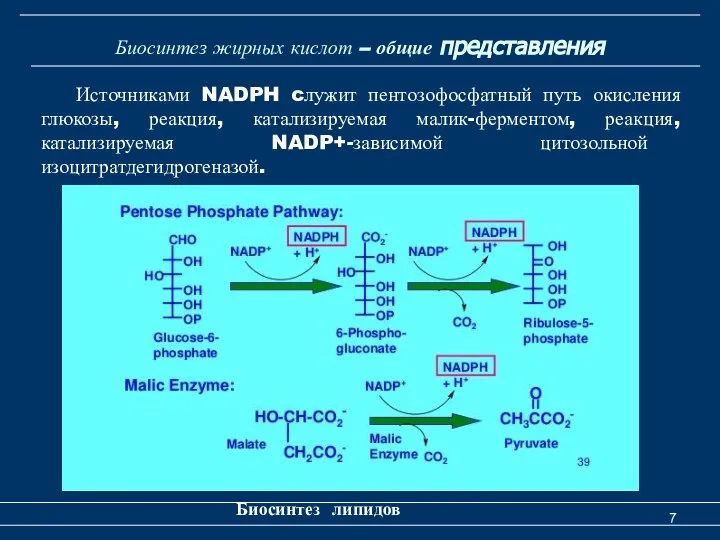 Биосинтез жирных кислот – общие представления Биосинтез липидов Источниками NADPH cлужит