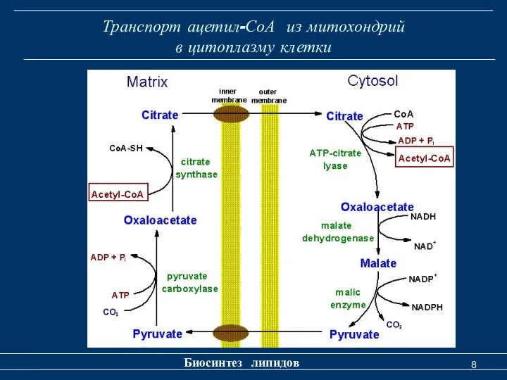 Транспорт ацетил-СоА из митохондрий в цитоплазму клетки Биосинтез липидов