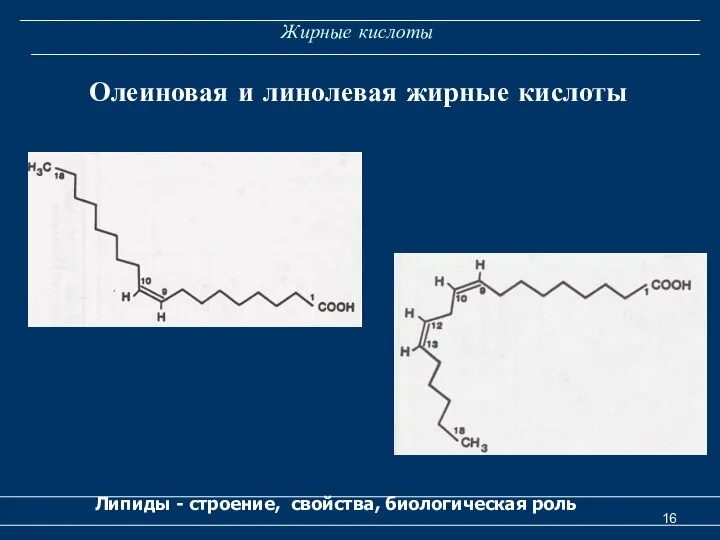 Жирные кислоты Липиды - строение, свойства, биологическая роль Олеиновая и линолевая жирные кислоты