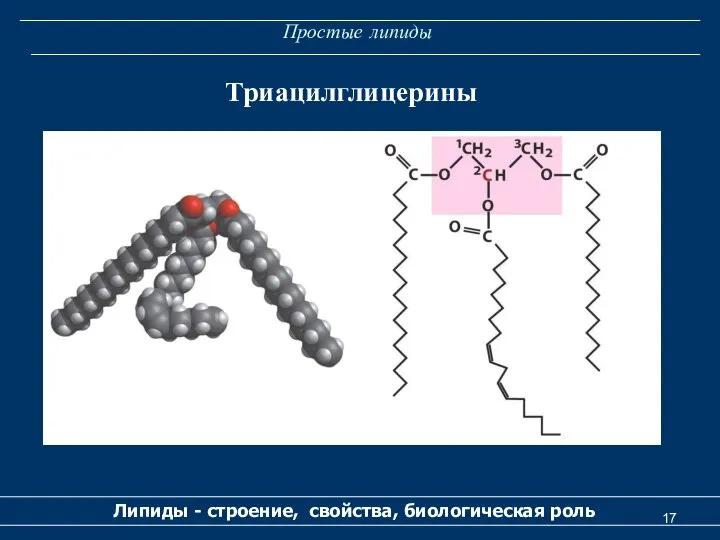 Простые липиды Липиды - строение, свойства, биологическая роль Триацилглицерины