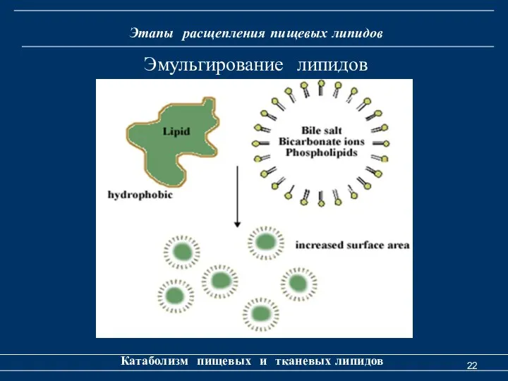 Этапы расщепления пищевых липидов Катаболизм пищевых и тканевых липидов Эмульгирование липидов