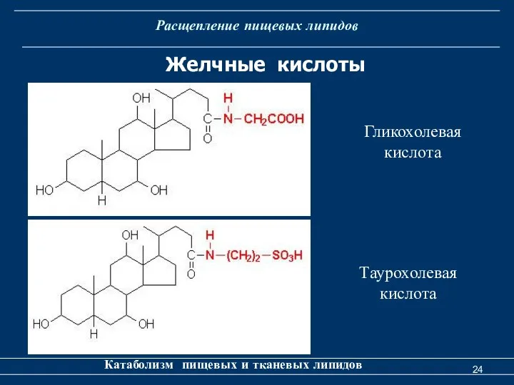 Расщепление пищевых липидов Катаболизм пищевых и тканевых липидов Желчные кислоты Гликохолевая кислота Таурохолевая кислота