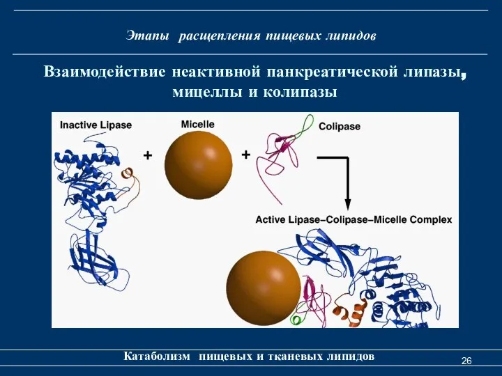 Этапы расщепления пищевых липидов Катаболизм пищевых и тканевых липидов Взаимодействие неактивной панкреатической липазы, мицеллы и колипазы