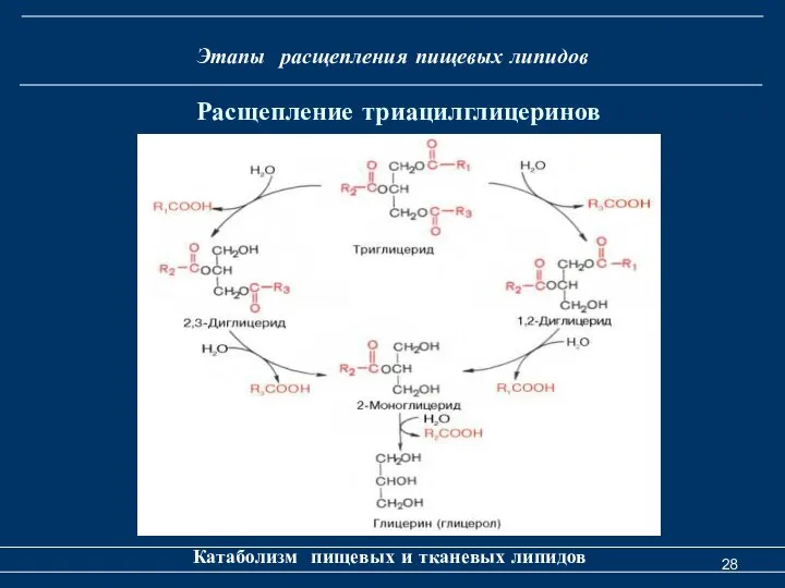 Этапы расщепления пищевых липидов Катаболизм пищевых и тканевых липидов Расщепление триацилглицеринов