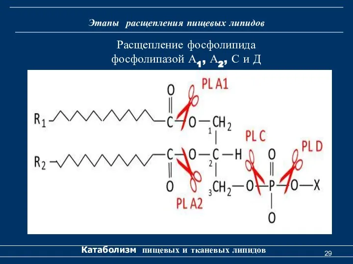 Этапы расщепления пищевых липидов Катаболизм пищевых и тканевых липидов Расщепление фосфолипида