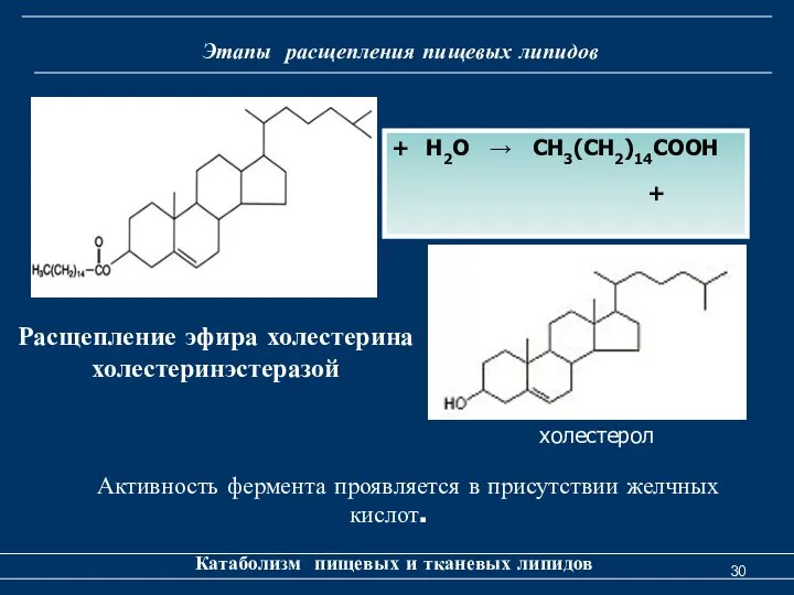 Этапы расщепления пищевых липидов Катаболизм пищевых и тканевых липидов Расщепление эфира