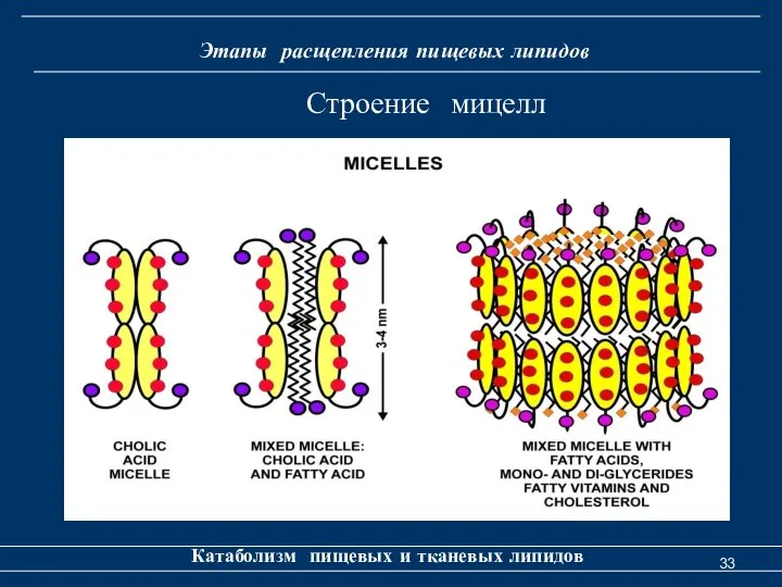 Этапы расщепления пищевых липидов Катаболизм пищевых и тканевых липидов Строение мицелл