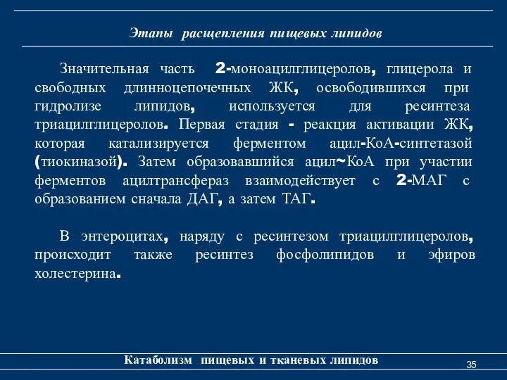 Этапы расщепления пищевых липидов Катаболизм пищевых и тканевых липидов Значительная часть