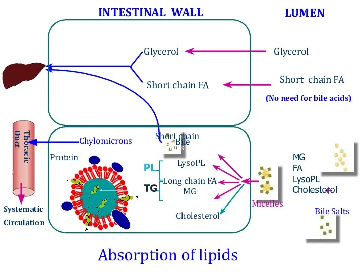 Absorption of lipids + Bile Salts Micelles Bile Salts Cholesterol LysoPL