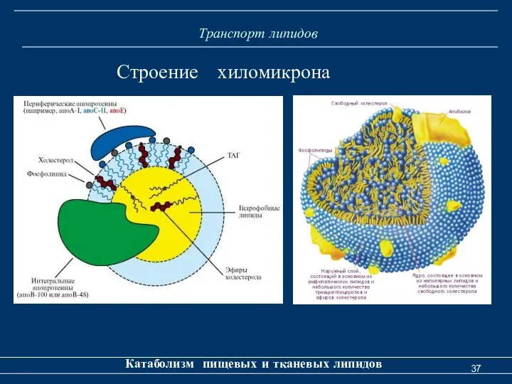 Транспорт липидов Катаболизм пищевых и тканевых липидов Строение хиломикрона