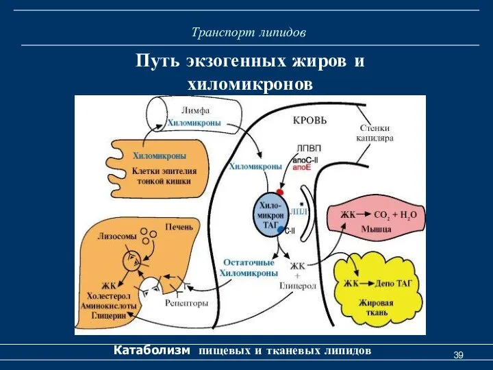 Транспорт липидов Катаболизм пищевых и тканевых липидов Путь экзогенных жиров и хиломикронов