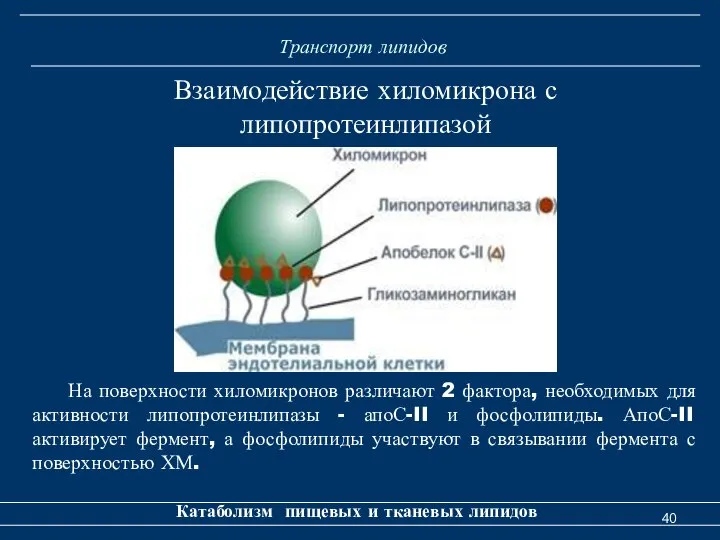 Транспорт липидов Катаболизм пищевых и тканевых липидов Взаимодействие хиломикрона с липопротеинлипазой