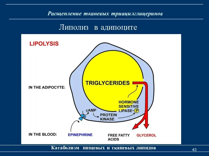 Расщепление тканевых триацилглицеринов Катаболизм пищевых и тканевых липидов Липолиз в адипоците