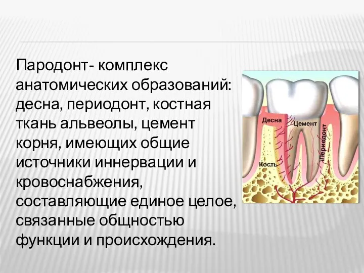 Пародонт- комплекс анатомических образований: десна, периодонт, костная ткань альвеолы, цемент корня,