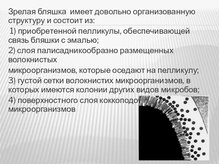 Зрелая бляшка имеет довольно организованную структуру и состоит из: 1) приобретенной