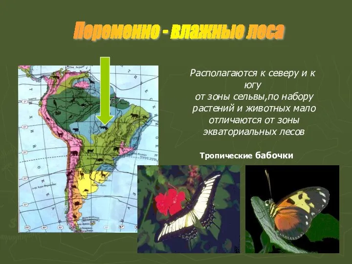 Располагаются к северу и к югу от зоны сельвы,по набору растений